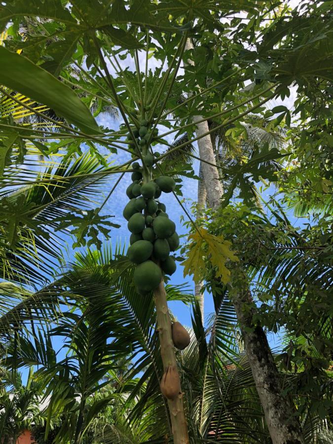 New Raya - Nias Beach Bungalows Lagudri 外观 照片